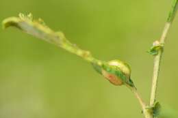 Sivun Iteomyia major (Kieffer 1898) kuva