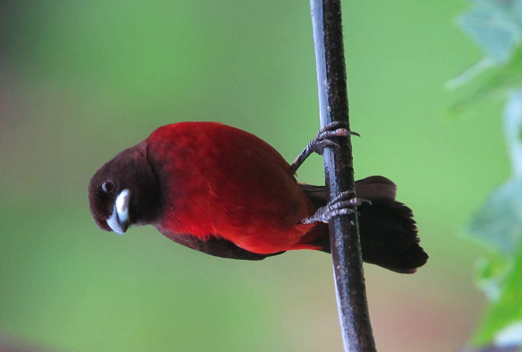 Image of Crimson-backed Tanager