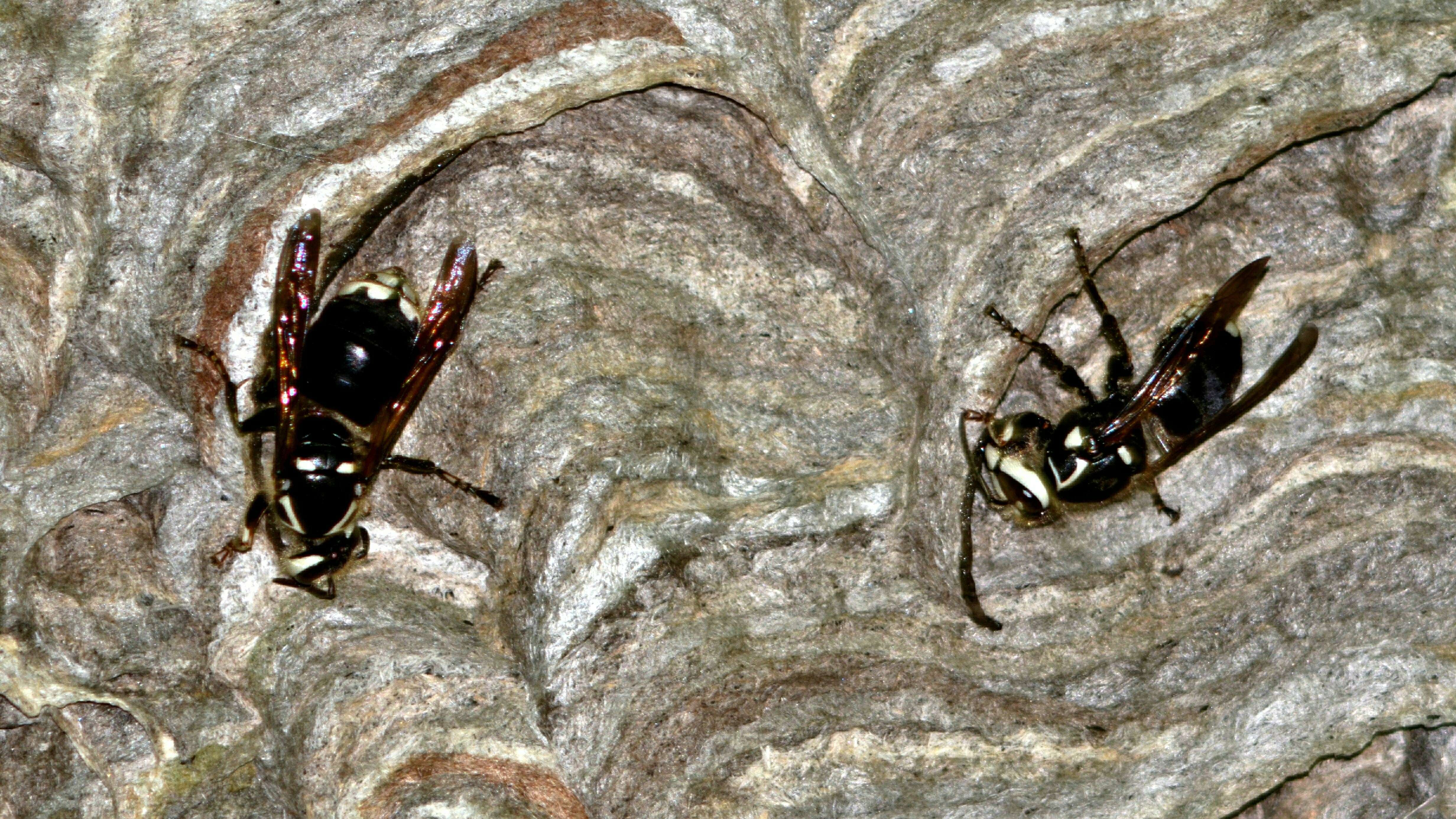 Image of Bald-faced Hornet