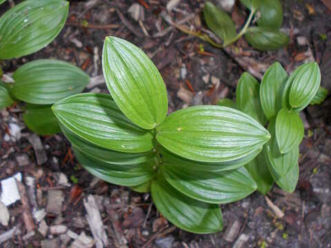 Image of dwarf solomon's seal