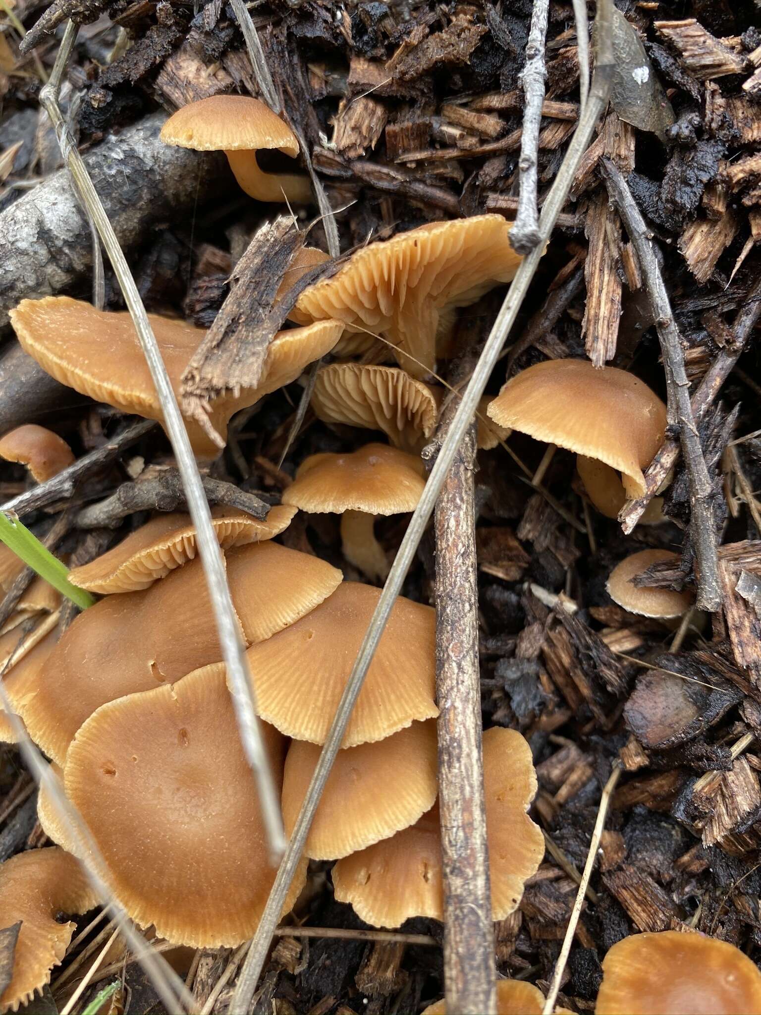 Image of Tubaria furfuracea (Pers.) Gillet 1876