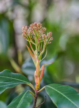 Image de Photinia glabra (Thunb.) Maxim.