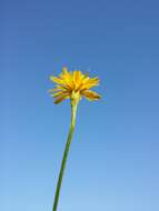 Image of fall dandelion