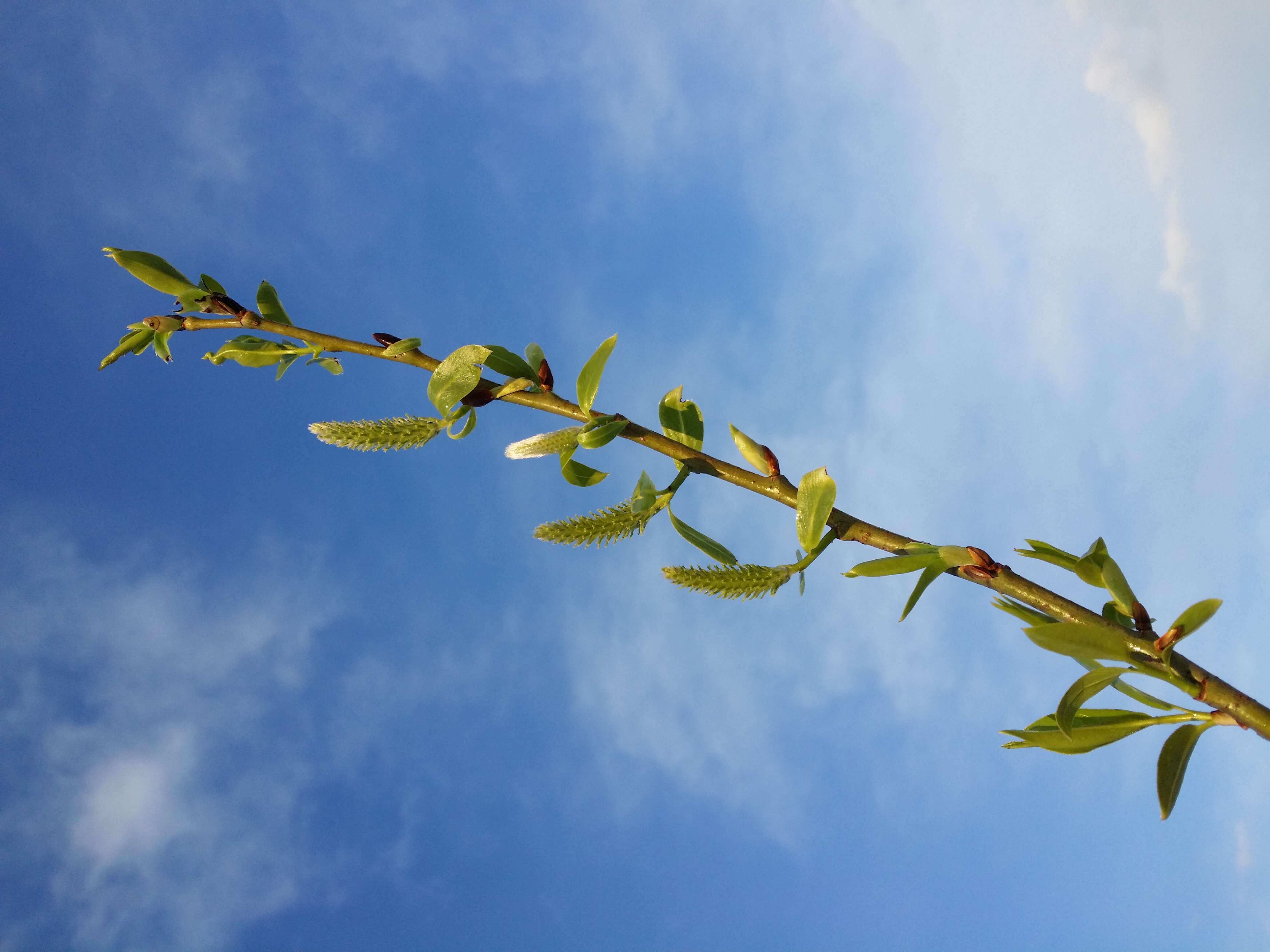 Image de Saule fragile