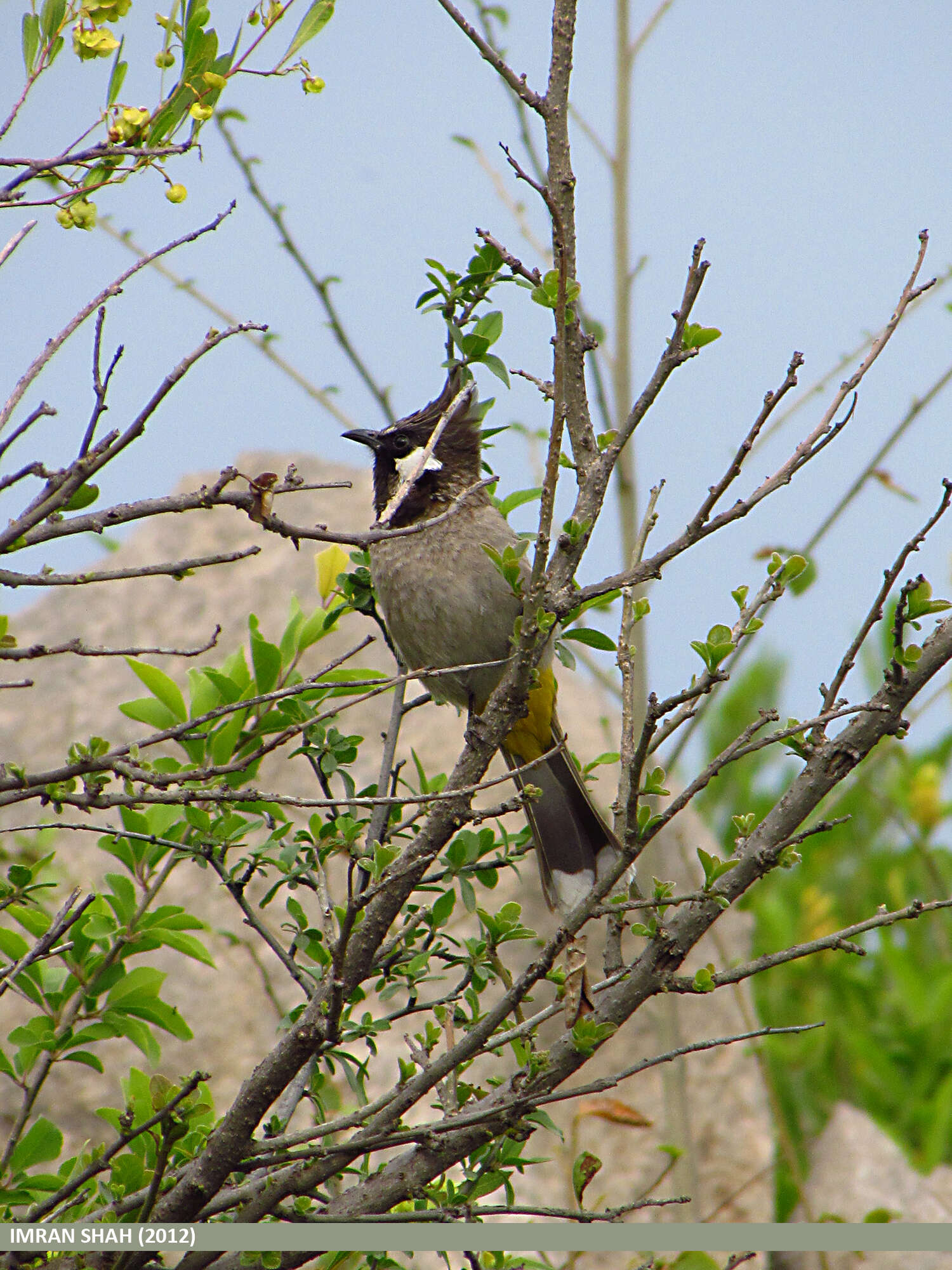 Image of Himalayan Bulbul