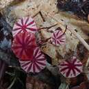 Imagem de Marasmius tageticolor