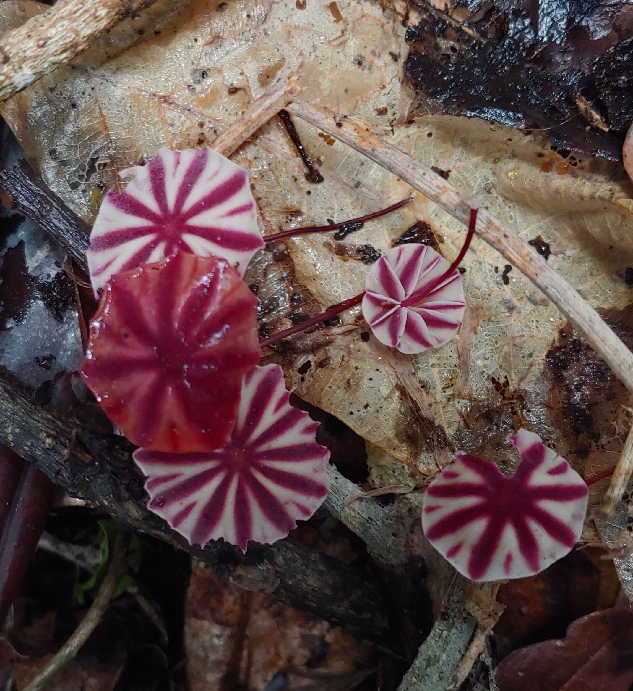 Image of Marasmius tageticolor