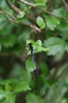 Image of Onychargia Selys 1865