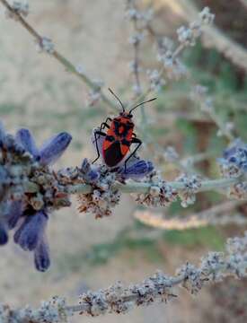 Image of black & red squash bug