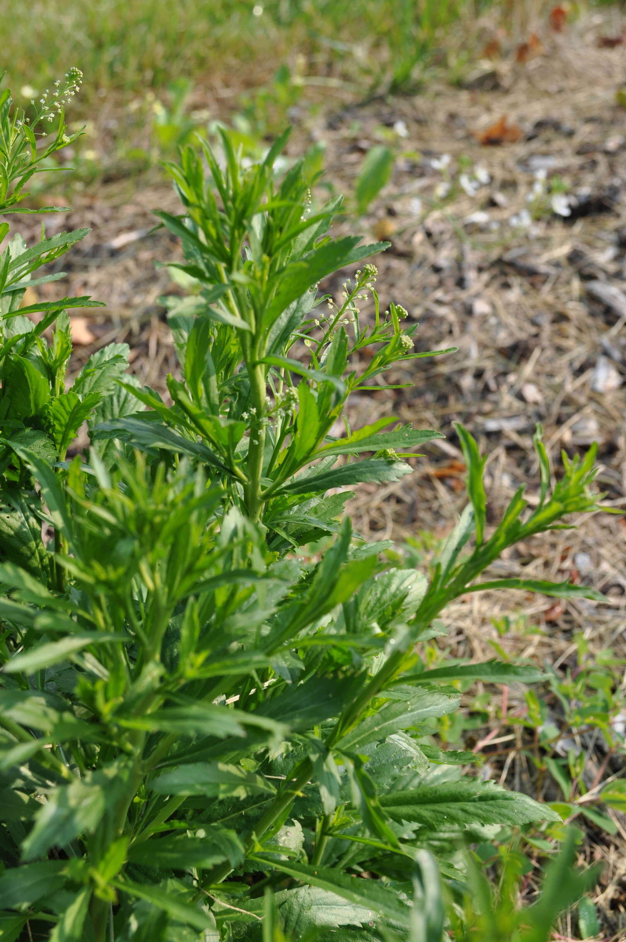 Image of field pepperweed