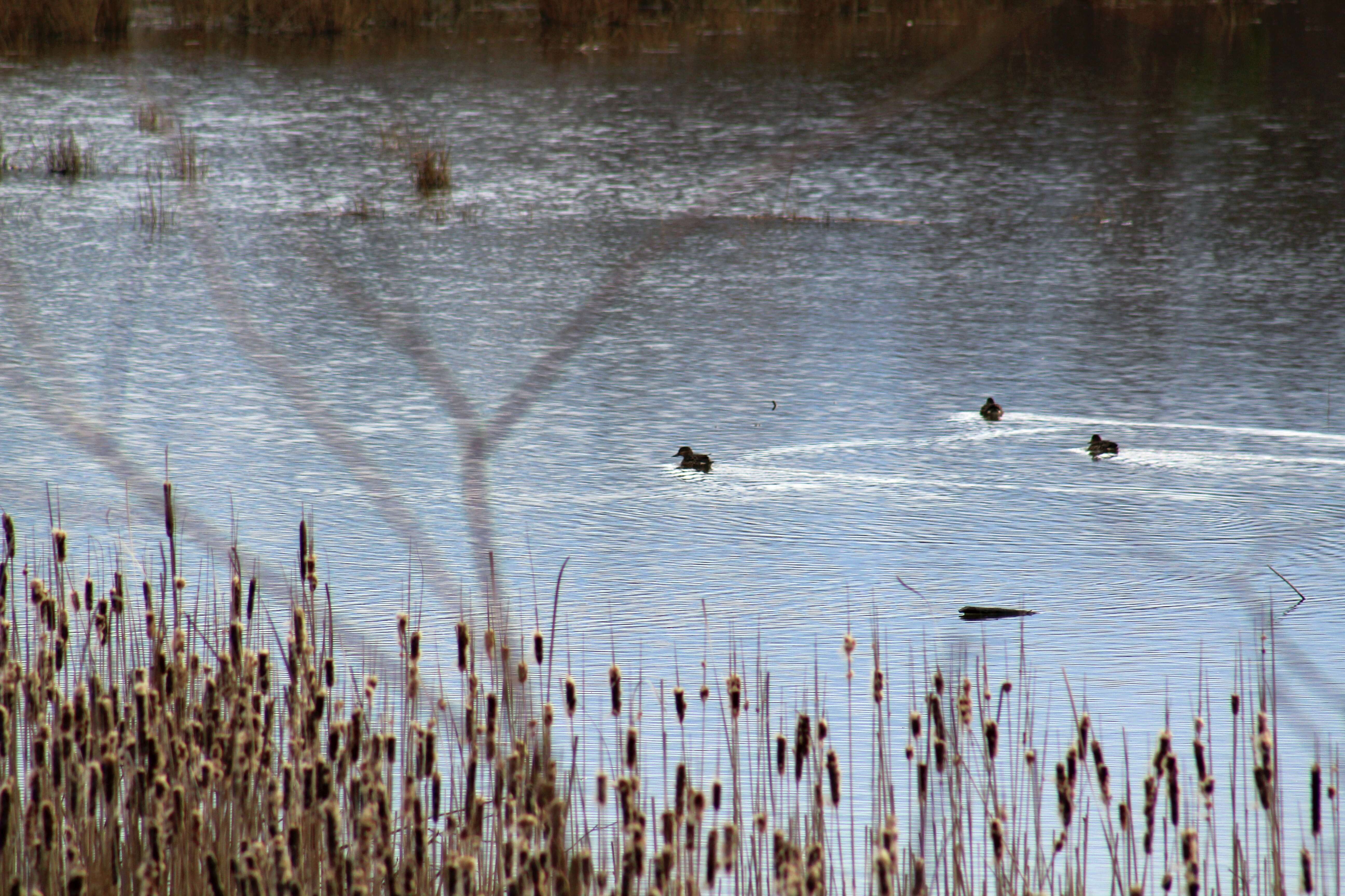 Image of Green-winged Teal