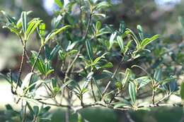 Слика од Ilex myrtifolia Lam.