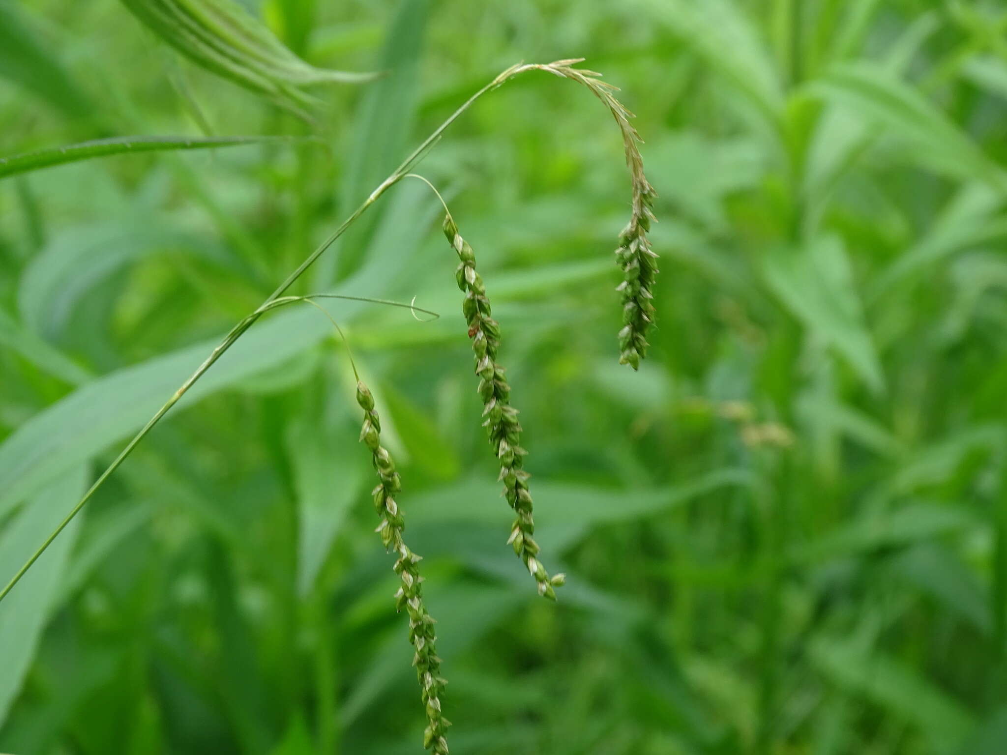 Image of graceful sedge