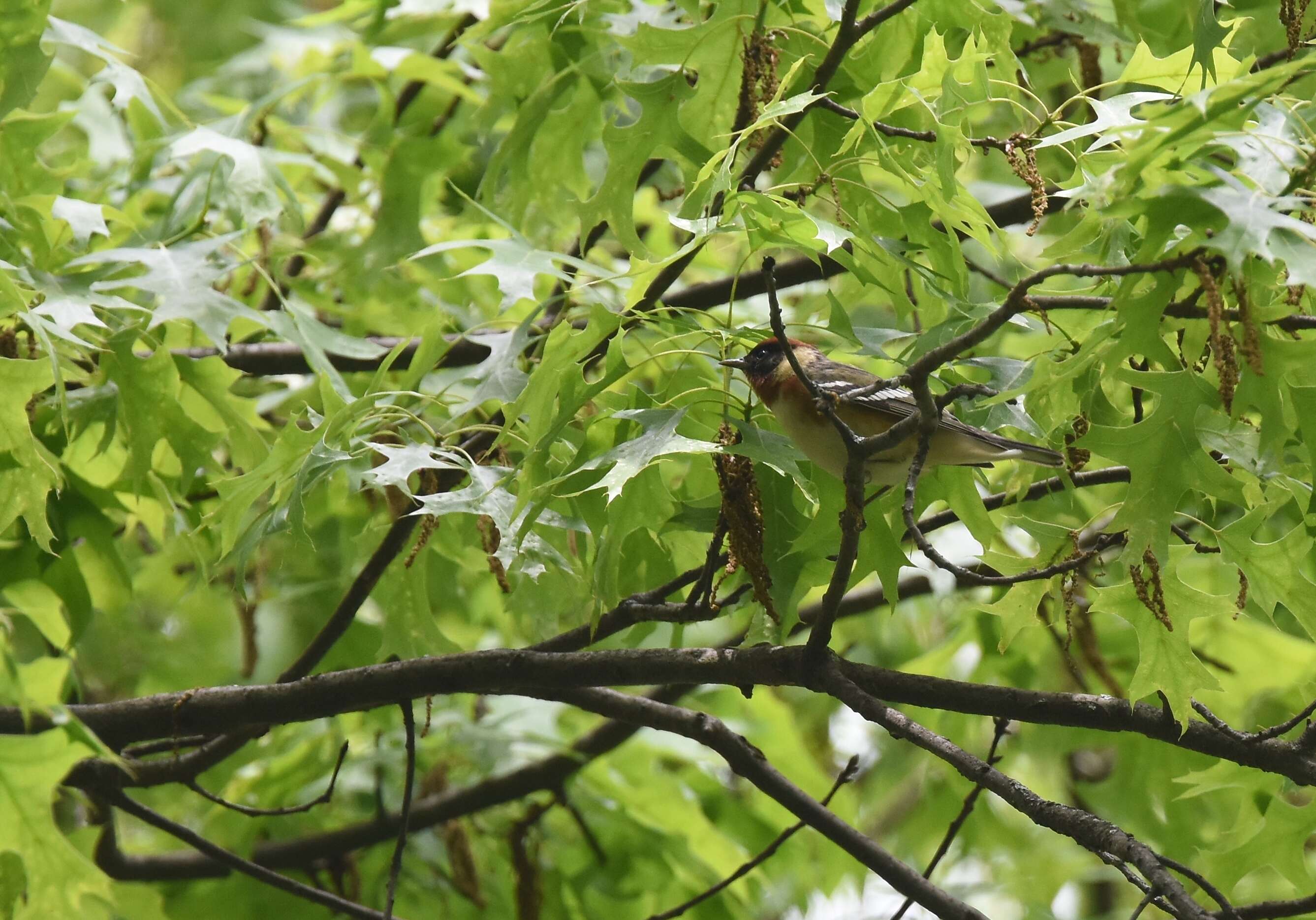 Image of Bay-breasted Warbler