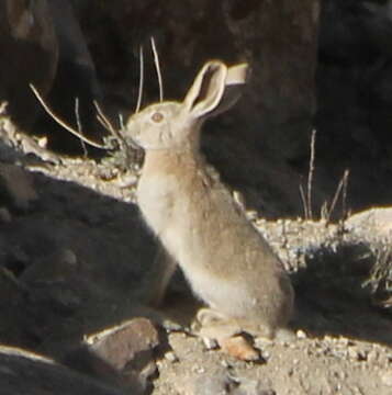 Image of Tolai Hare