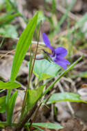 Image of common dog-violet