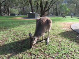 Image of Kangaroo Island Western Grey Kangaroo