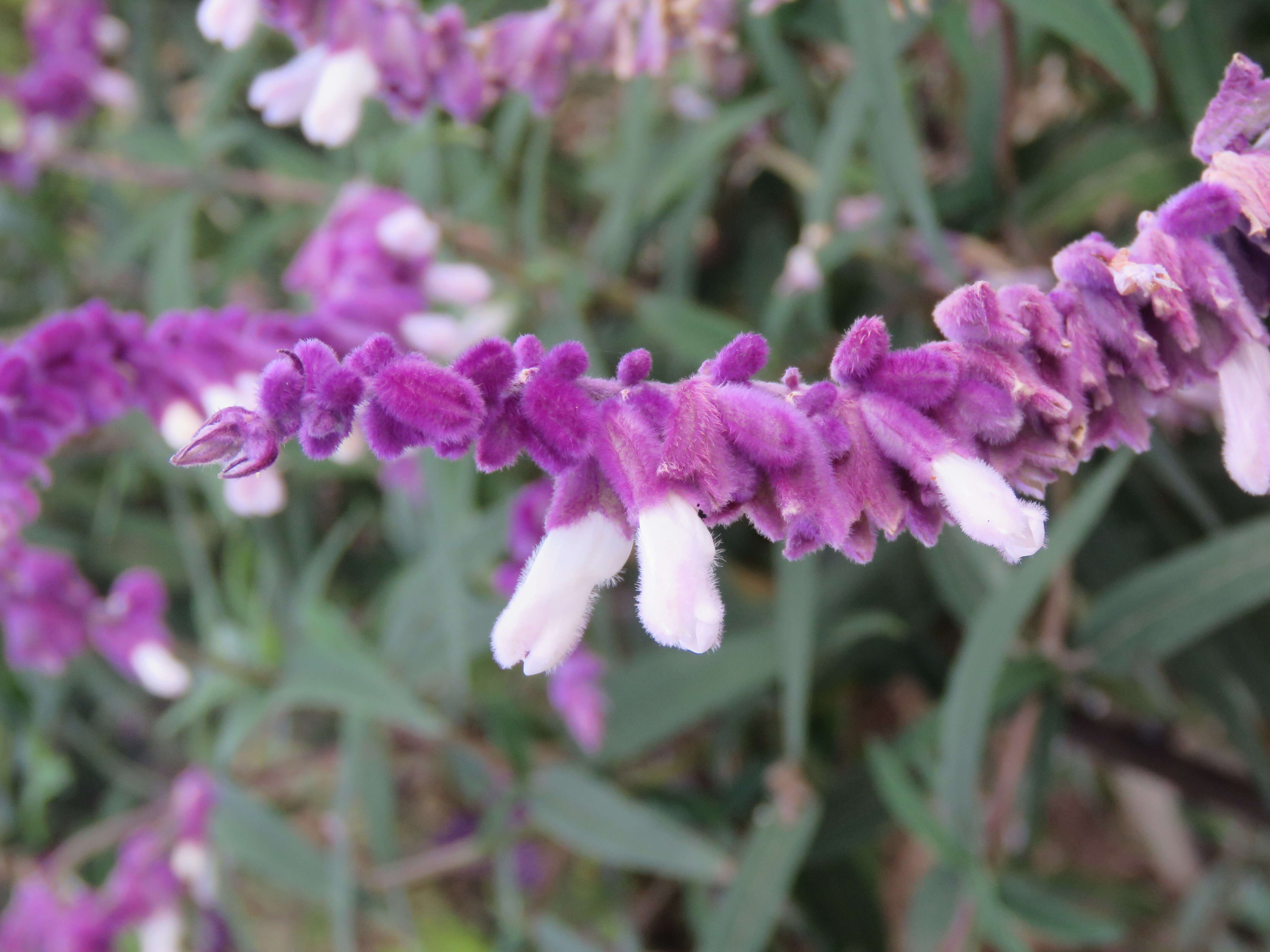 Imagem de Salvia leucantha Cav.