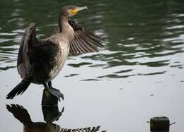 Image of Black Shag