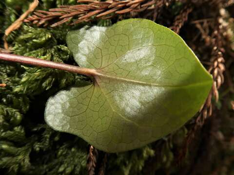 Image of Asarum asperum Maekawa