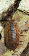 Image of Isopod