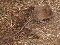 Image of San Diego pocket mouse