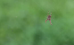 Image of Garden spider