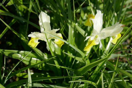 Image of Iris bucharica Foster