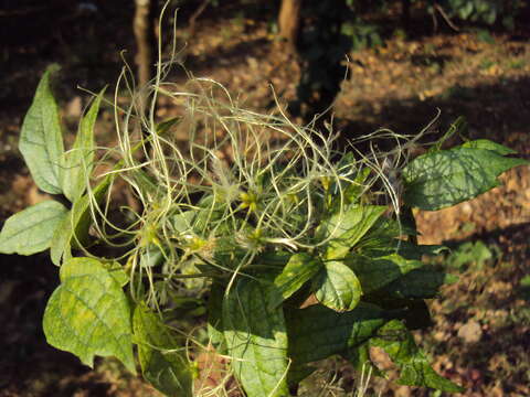 Image of Clematis javana DC.