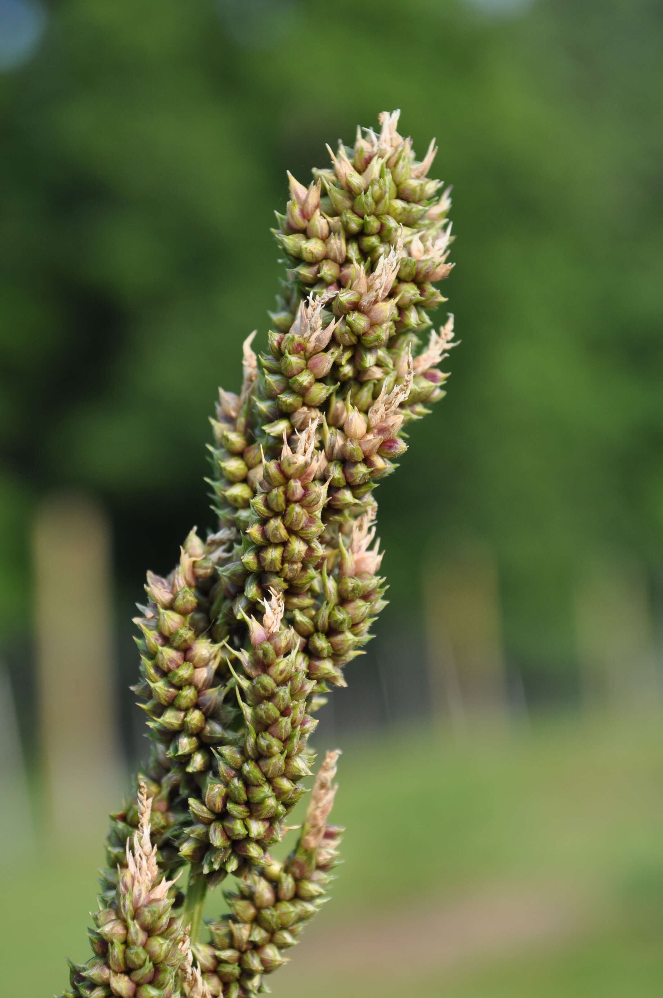 Plancia ëd Echinochloa crus-galli (L.) P. Beauv.