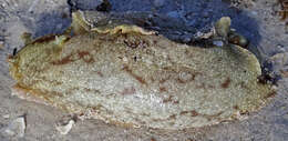 Image of banded sea hare