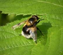 Volucella bombylans (Linnaeus 1758) resmi