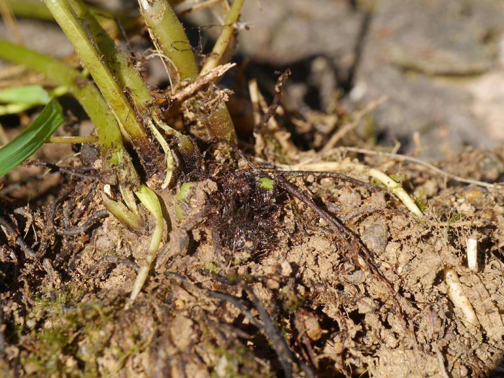 Image of swordfern