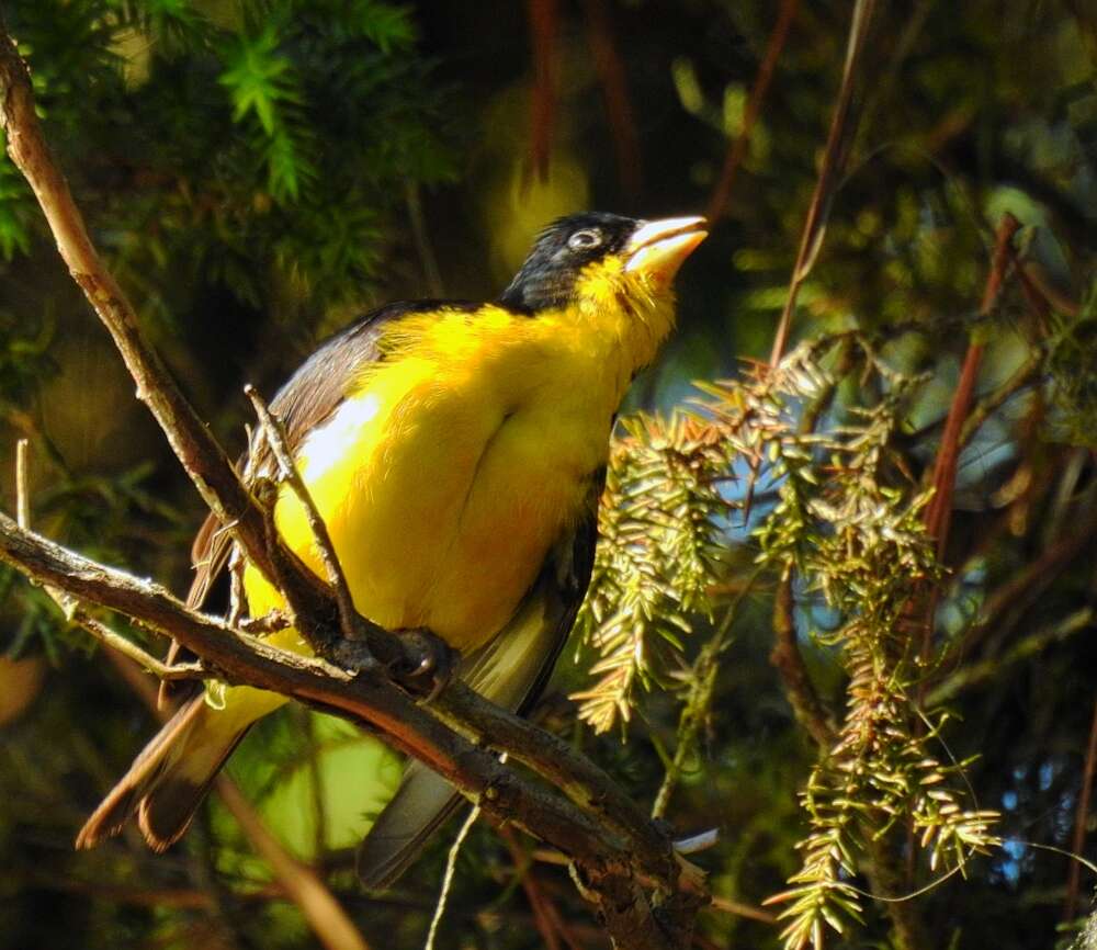 Image of Lesser Goldfinch