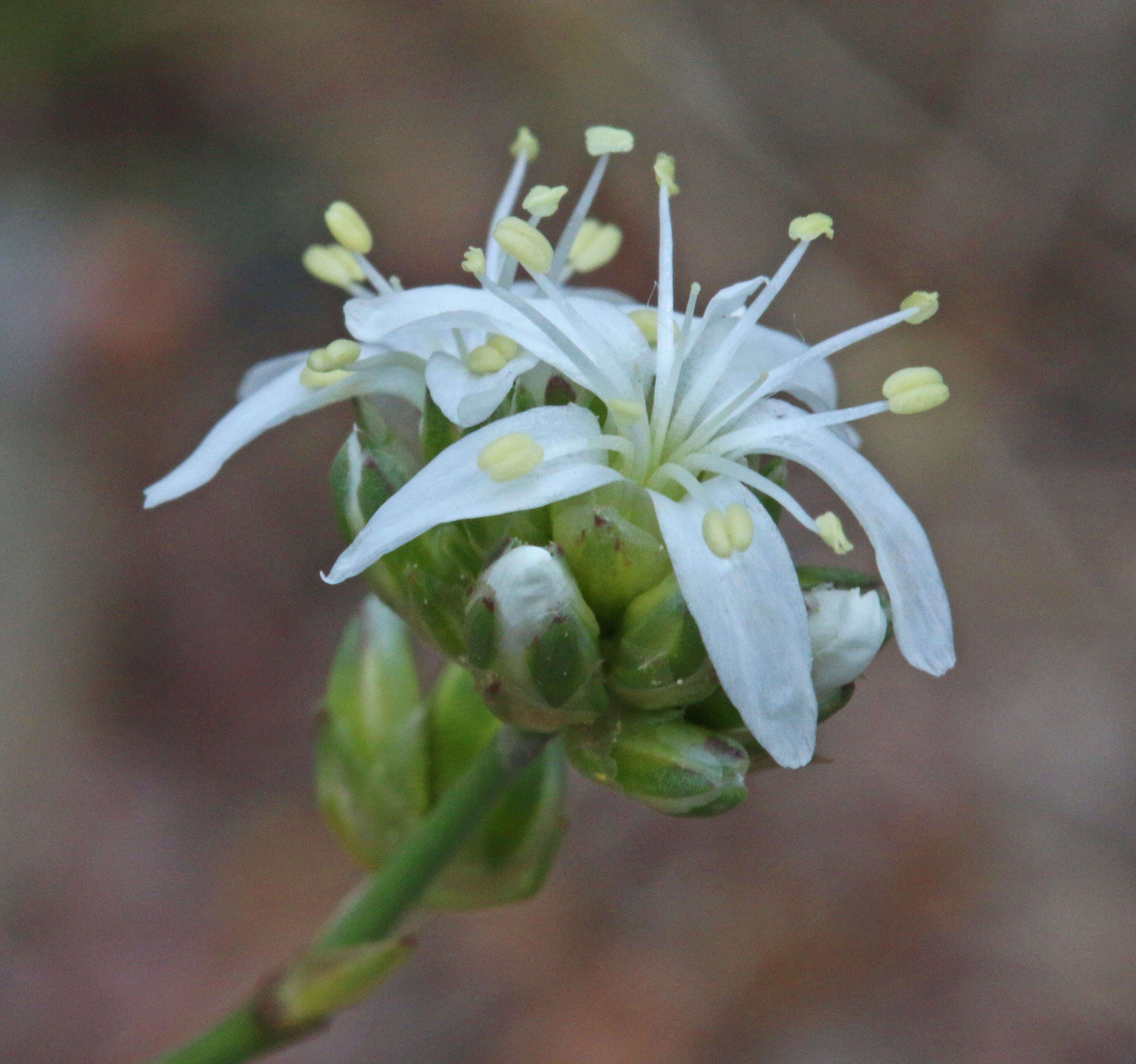 Image of Ballhead Sandwort