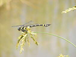 صورة Ictinogomphus rapax (Rambur 1842)