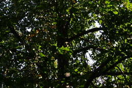 Image of Littleleaf Linden