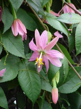 Sivun Passiflora tarminiana Coppens & V. E. Barney kuva