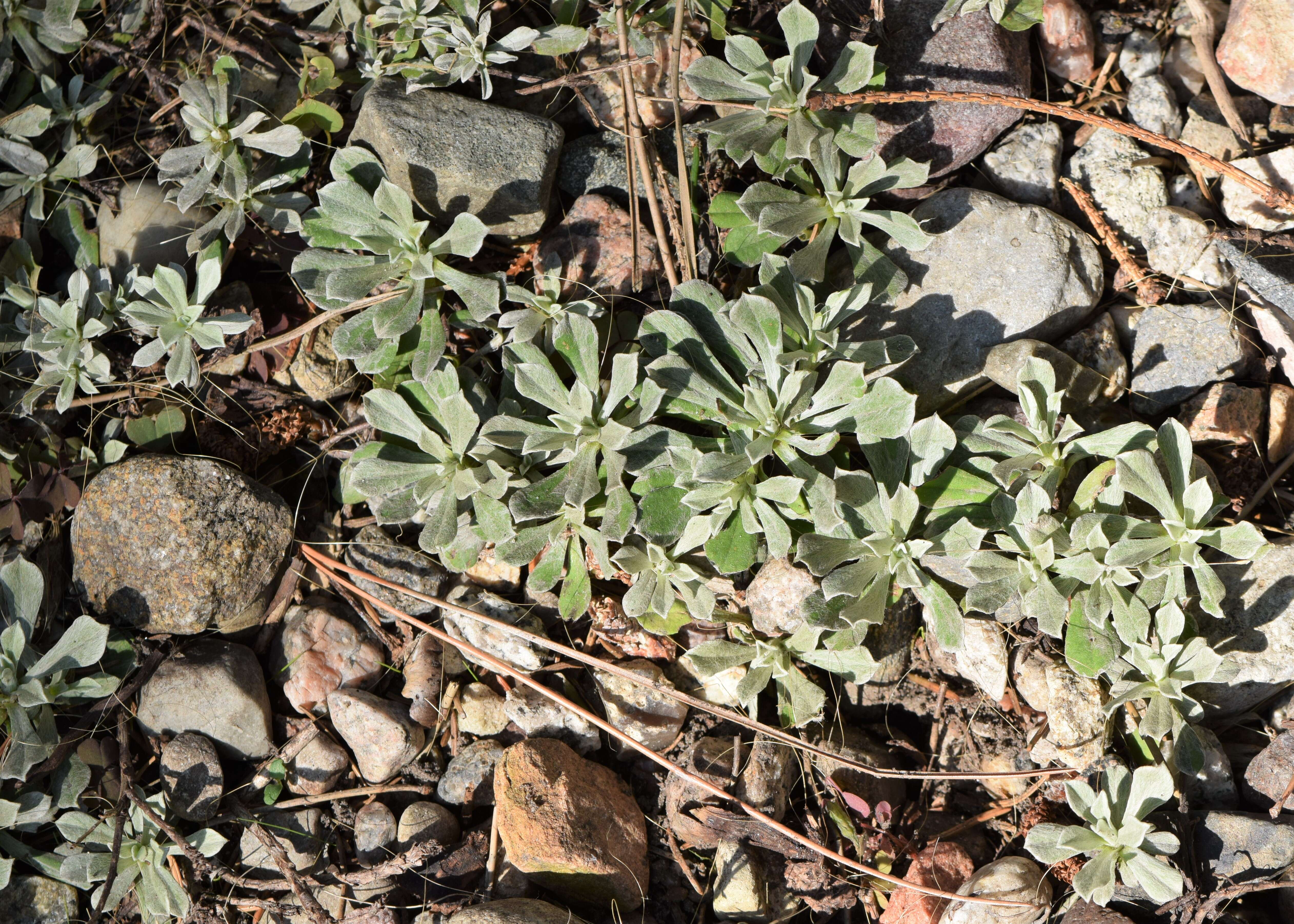 Imagem de Antennaria parvifolia Nutt.