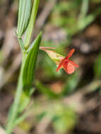 Image of red pea