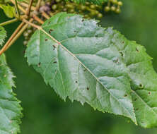 Image of wineberry