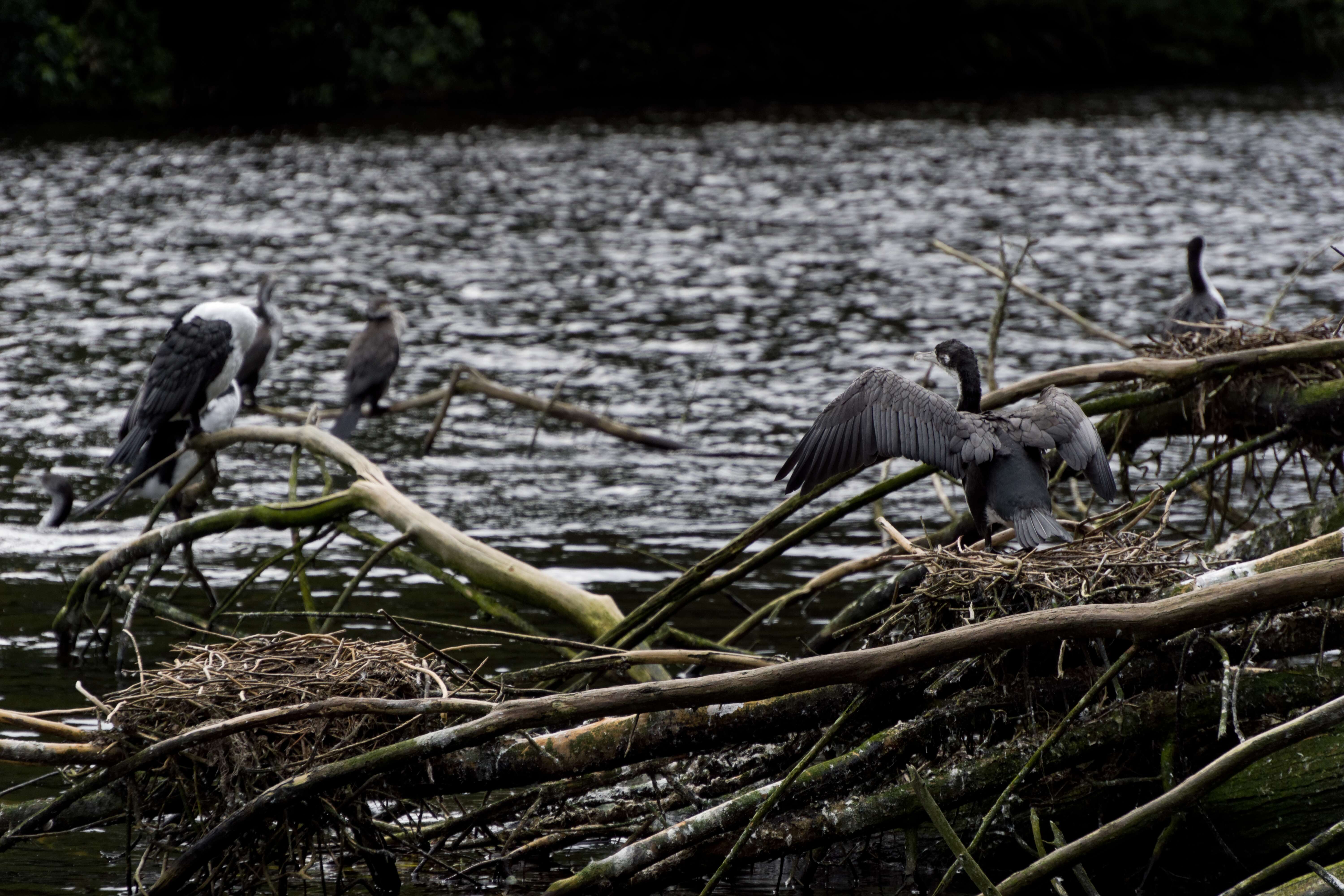 Image of Australian Pied Cormorant