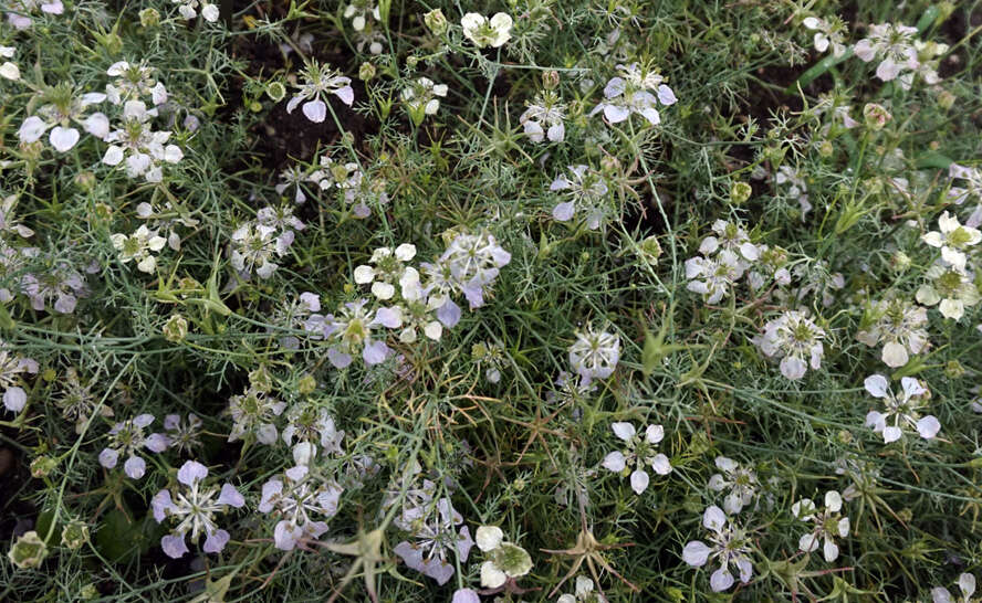 Nigella arvensis L. resmi