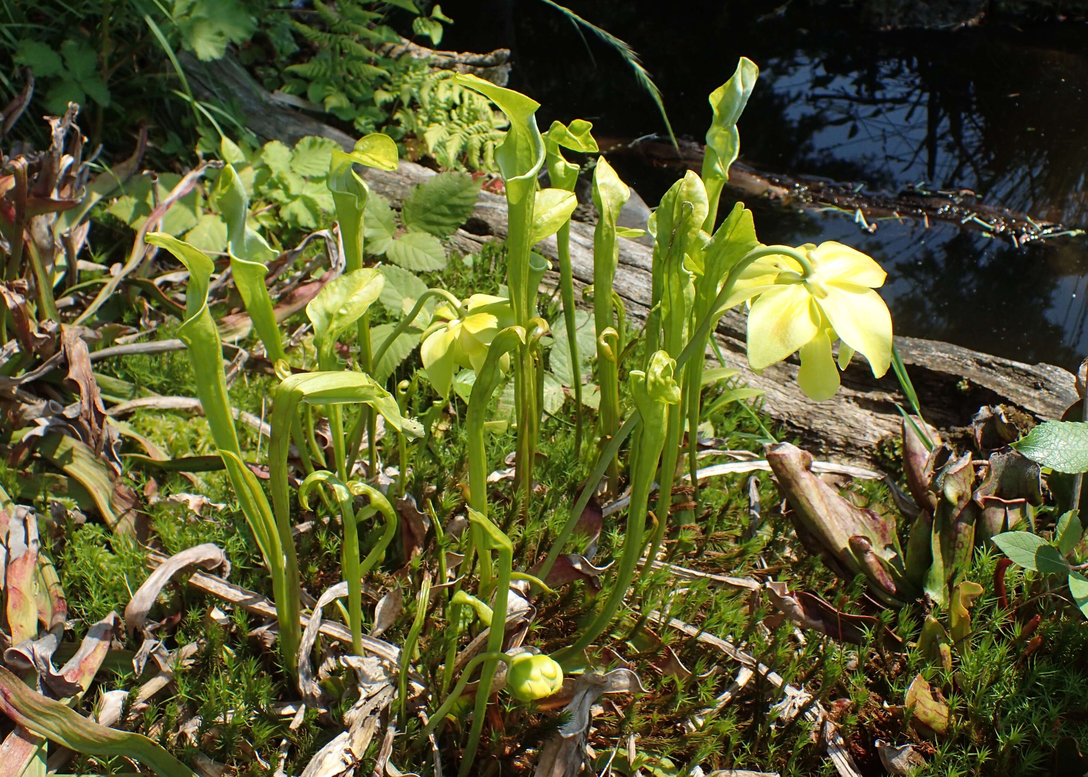 Image of Yellow pitcher plant