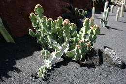 Euphorbia grandialata R. A. Dyer resmi