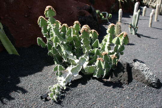 Image of Euphorbia grandialata R. A. Dyer