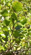 Image of Nothofagus truncata (Colenso) Cockayne