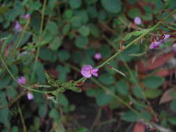 Image of Desmodium rhytidophyllum Benth.