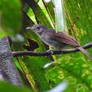 Coracornis sanghirensis (Oustalet 1881) resmi