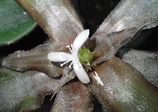 Image of Cryptanthus acaulis (Lindl.) Beer